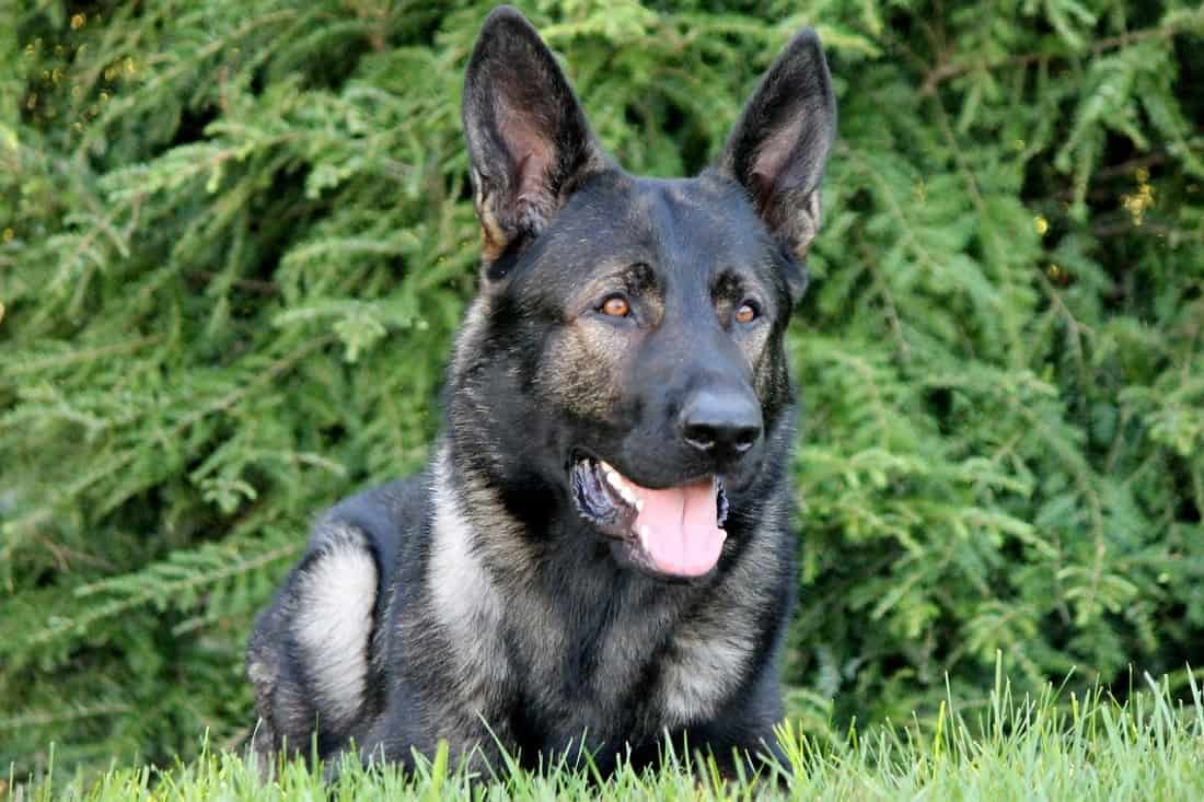 Lake County Sheriff K-9 Dax